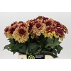 Dahlia Creme de Cognac