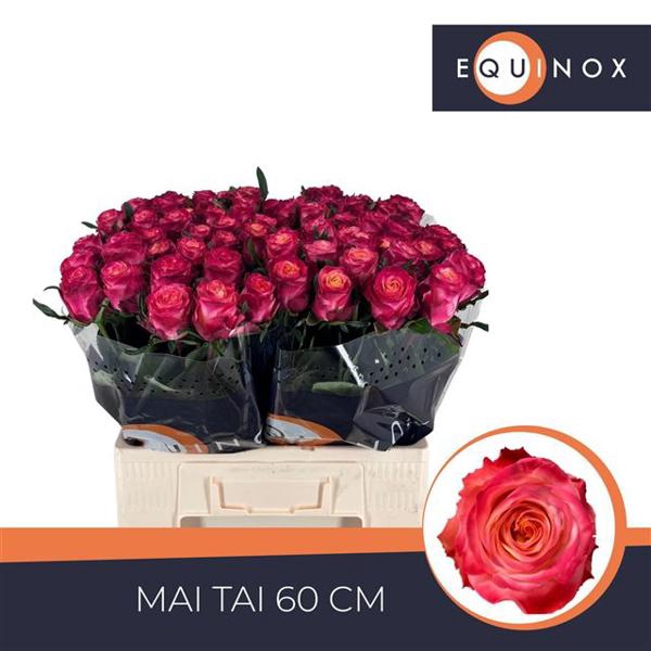 <h4>R Gr Mai Tai Extra Equinox</h4>