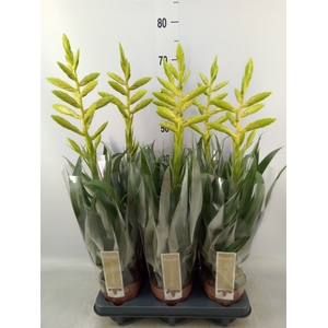 Tillandsia oerstediana