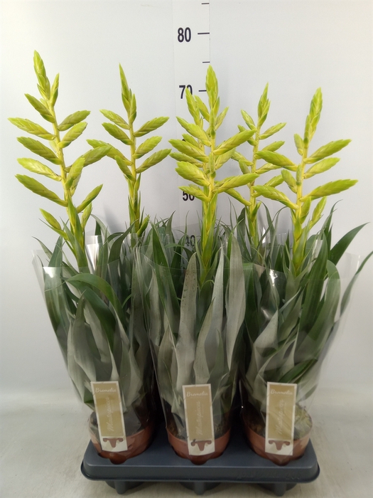 <h4>Tillandsia oerstediana</h4>