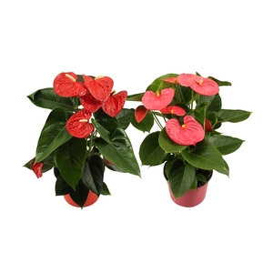 Anthurium Flamingo mix 14cm rood-roze