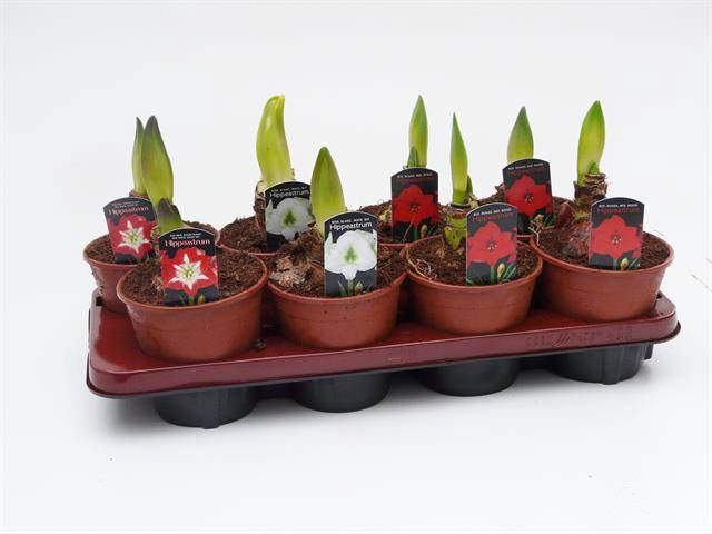 <h4>HIPPEASTRUM MIX </h4>