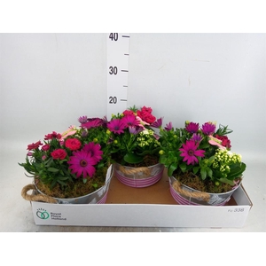 Arr.   Tuinplanten L%