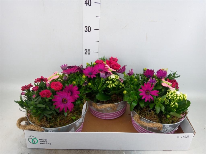 <h4>Arr.   Tuinplanten L%</h4>