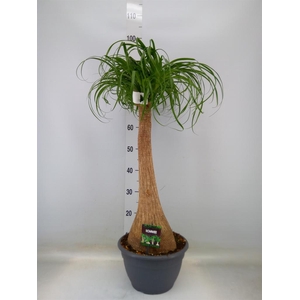 Beaucarnea recurvata