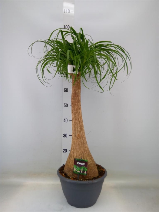 <h4>Beaucarnea recurvata</h4>