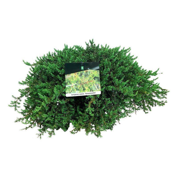 <h4>Juniperus comm. 'Greenmantle'</h4>