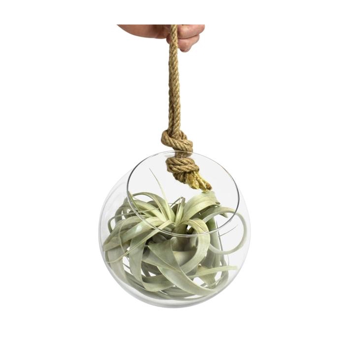 <h4>tillandsia glas bol xl touw</h4>