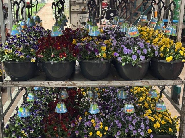 <h4>VIO CO END GEM</h4>