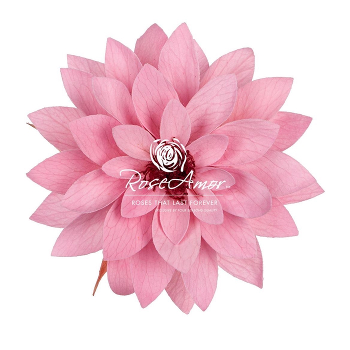 <h4>Dalia Pin06</h4>