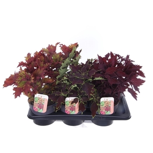 Coleus Sunfighter mix