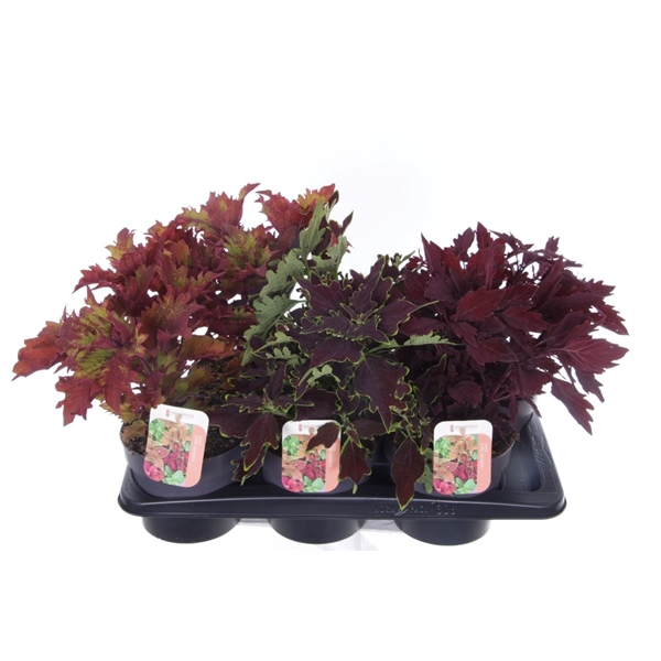 <h4>Coleus Sunfighter mix</h4>