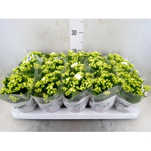 Kalanchoe blos. 'RosFlow Sia'