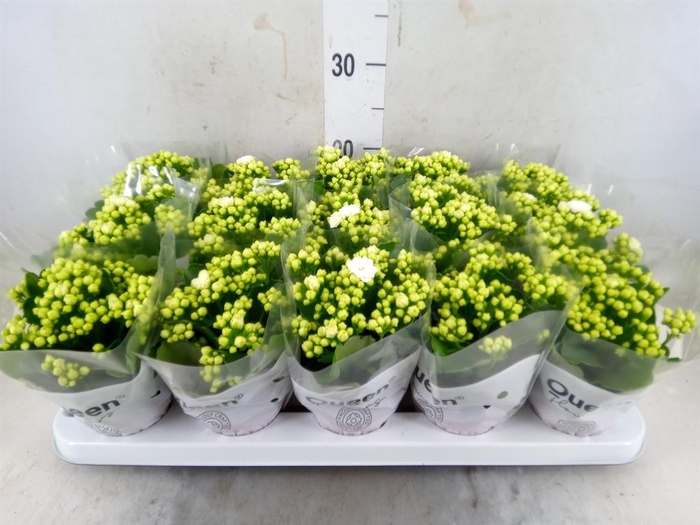 <h4>Kalanchoe blos. 'RosFlow Sia'</h4>