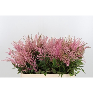 Astilbe Erika Roze