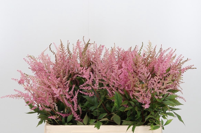 <h4>Astilbe Erika Roze</h4>