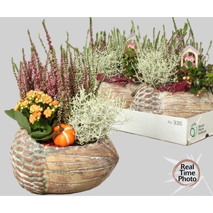 ARR TUINPLANTEN H%