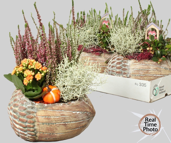 <h4>ARR TUINPLANTEN H%</h4>