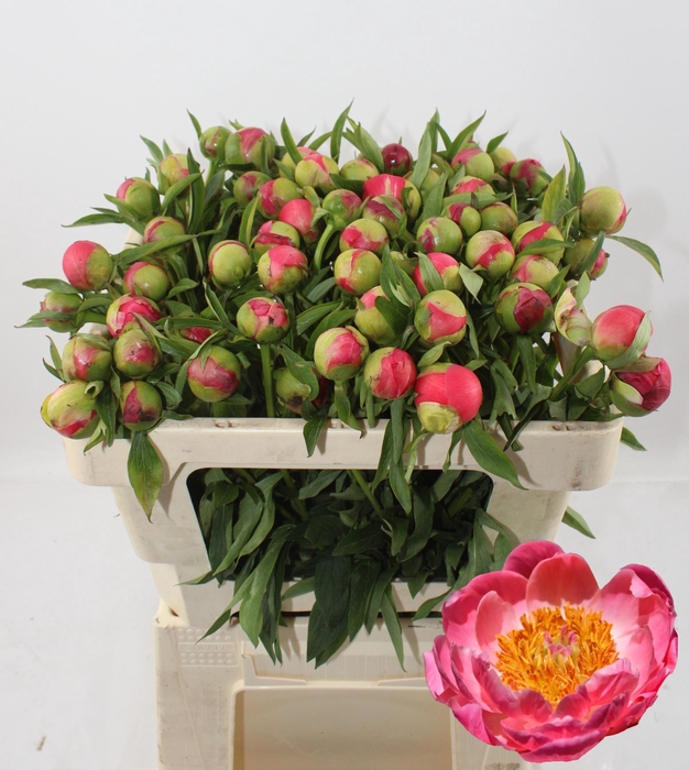 <h4>PAEO CORAL CHARM</h4>