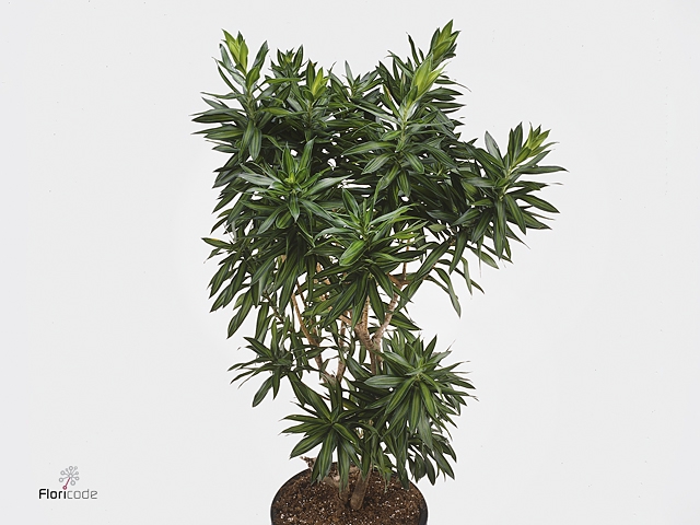 Dracaena refl. 'Song of Jamaica'