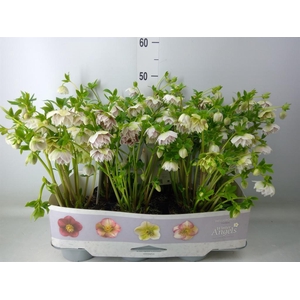 Helleborus ori. 'Verboom Cinderel'