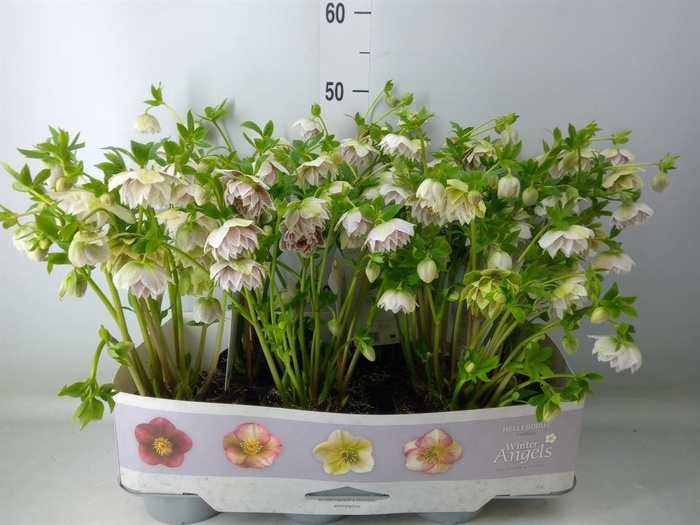 <h4>Helleborus ori. 'Verboom Cinderel'</h4>