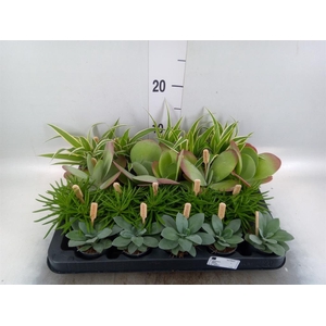 Planten  ..mix