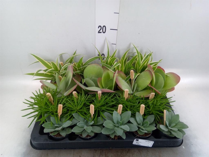<h4>Planten ..mix</h4>