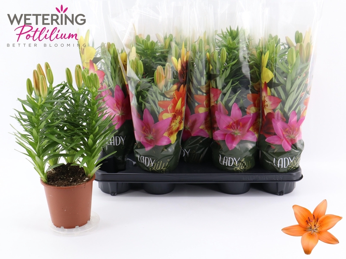 <h4>LIL AS TINY INVADER</h4>