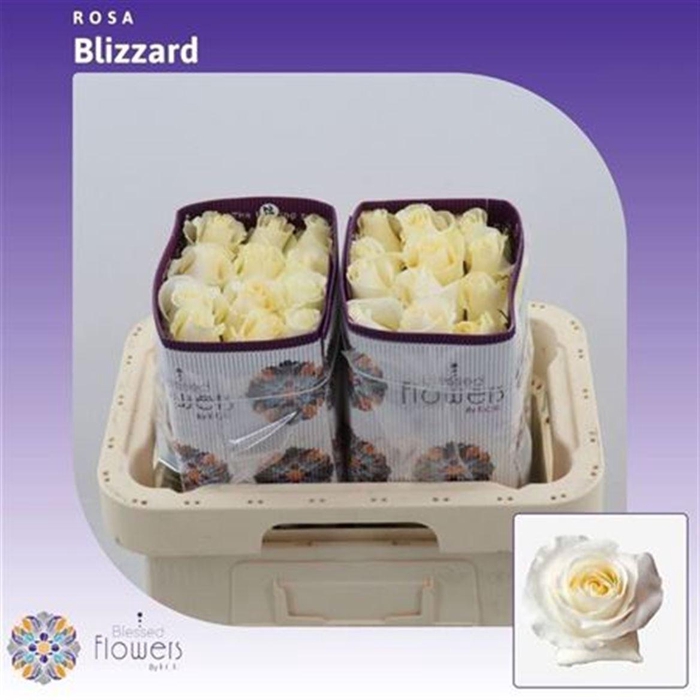 <h4>R Gr Blizzard Ec</h4>