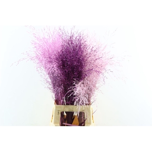 Siergras Panic Vi Love Mix