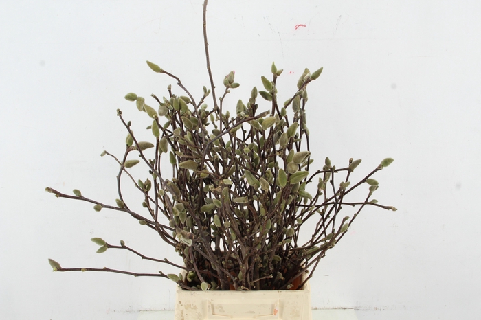 <h4>MAGNOLIA GEORGE HENRY KERN 050CM</h4>