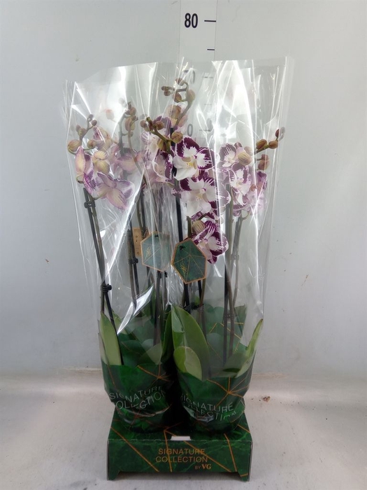 <h4>Phalaenopsis   ...</h4>