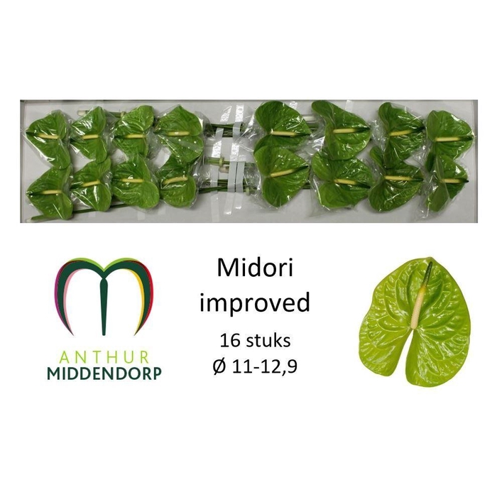 <h4>Anth A Midori Imp</h4>