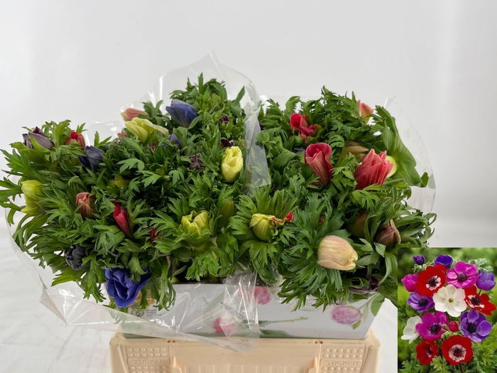 <h4>ANEM CO MAR GEM</h4>