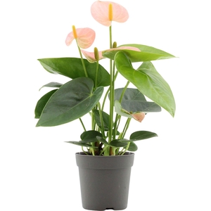 Anthurium 7 cm Spirit in transparant sleeve