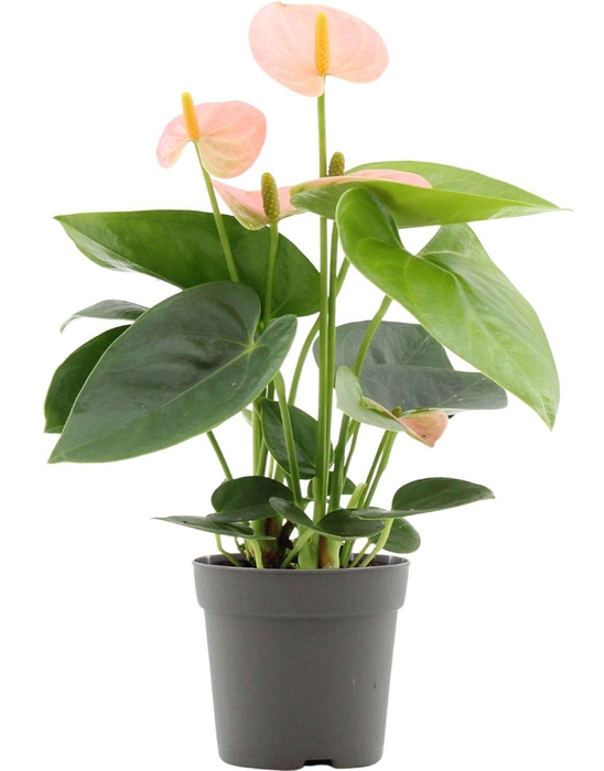 <h4>Anthurium 7 cm Spirit in transparant sleeve</h4>
