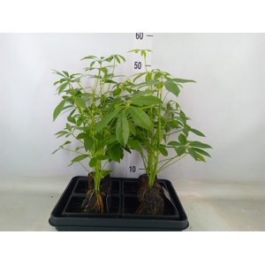 Arr.   Kamerplant Groen H%