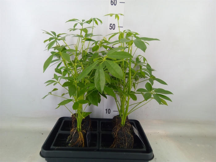<h4>Arr.   Kamerplant Groen H%</h4>