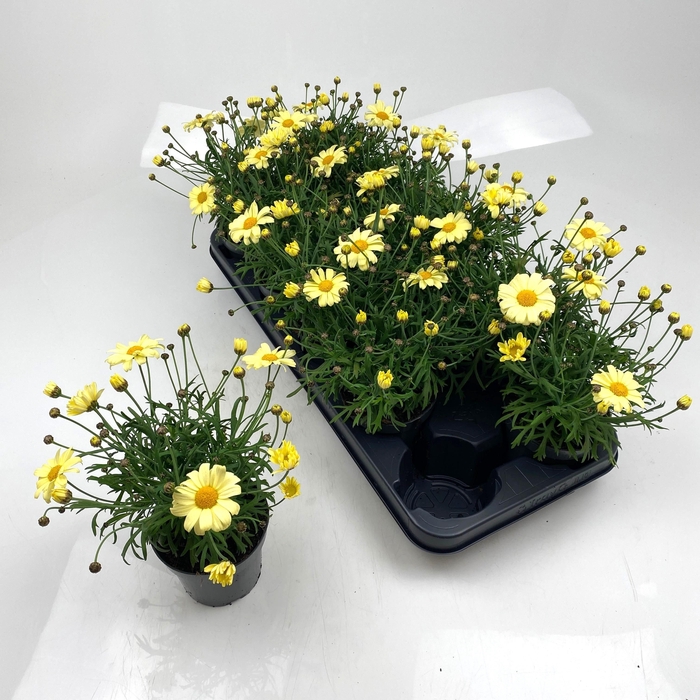 <h4>ARG LA RITA GEM</h4>