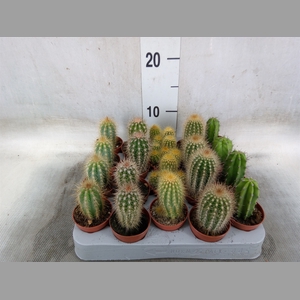 Cereus   ...