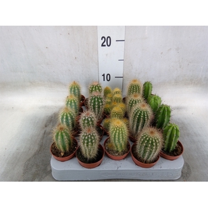 Cereus   ...