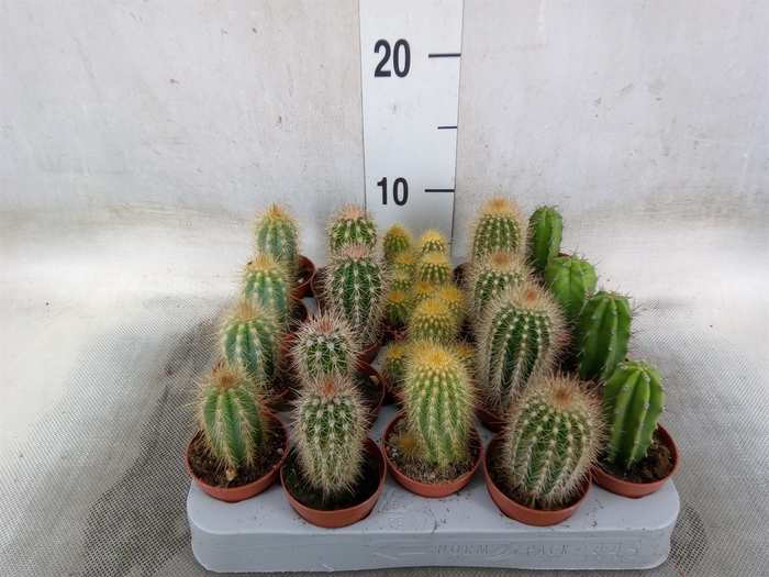 <h4>Cereus   ...</h4>