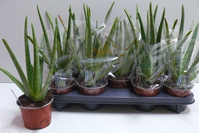 <h4>ALOE VERA</h4>