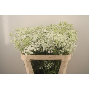 Ammi Majus