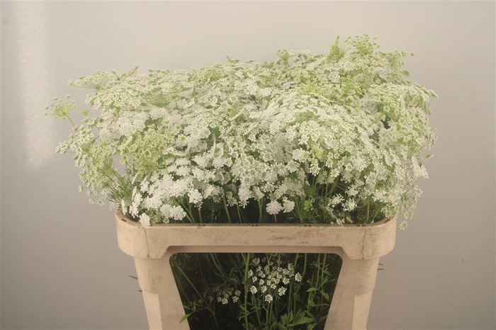 <h4>Ammi Majus</h4>