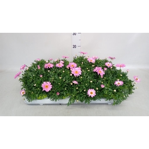 Argyranthemum  'La Rita Pink'