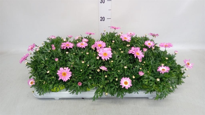 <h4>Argyranthemum  'La Rita Pink'</h4>