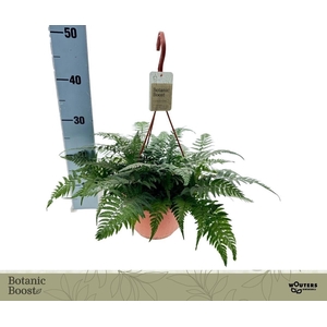 POLYSTICHUM TSUSSIME