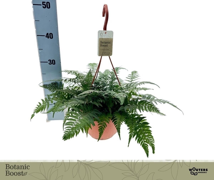 <h4>POLYSTICHUM TSUSSIME</h4>